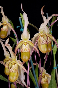 Phragmipedium Thunderbolt Sara's Choice AM/AOS 84 pts.